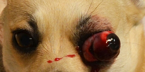 Травма глаза животного